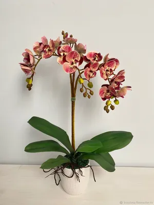 Орхидея микс в Шымкенте заказать с доставкой 🌷