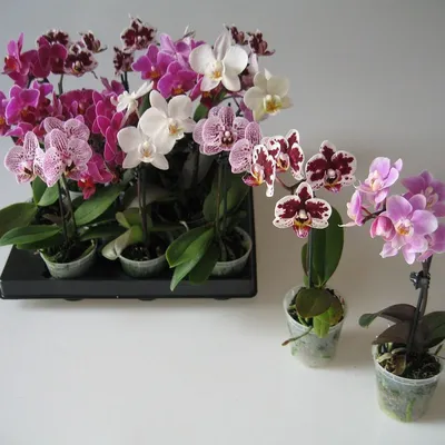 Орхидея Фаленопсис Микс