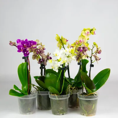 Орхидеи Дендробиум в Киеве. Купить Дендробиум в интернет-магазине