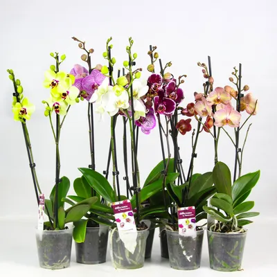 Орхидея Фаленопсис мини микс 1 ствол D6 в интернет магазине Черная Орхидея.  И всё что нужно для орхидей: кашпо, удобрения, грунты.