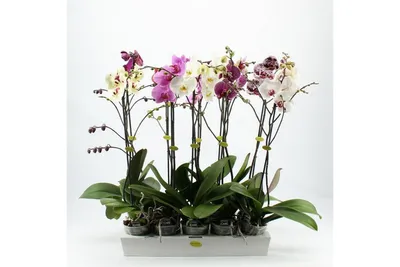 Орхидея Микс (1) СП в интернет - магазине Zaгород
