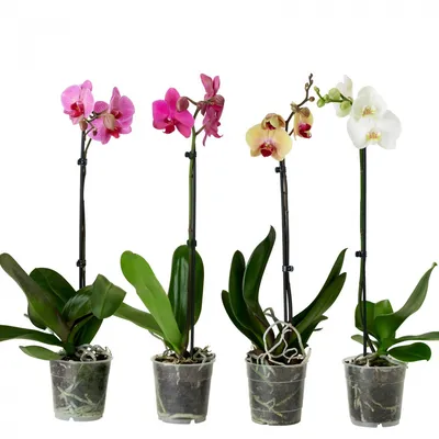 Купить Фаленопсис микс 2 ствола А1. Орхидеи в наличии, большой выбор!