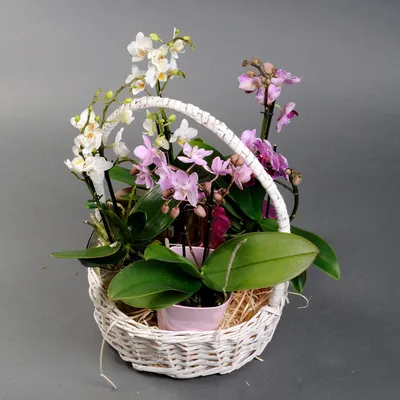 Купить Орхидея микс №1 в Москве за 250 руб. | Быстрая доставка цветов