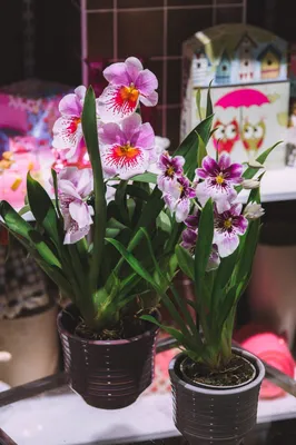 Орхидея Фаленопсис микс 1ветка купить с доставкой в МЕГАСТРОЙ Россия