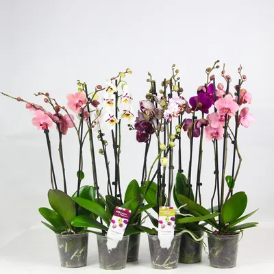 Орхидея Фаленопсис Микс