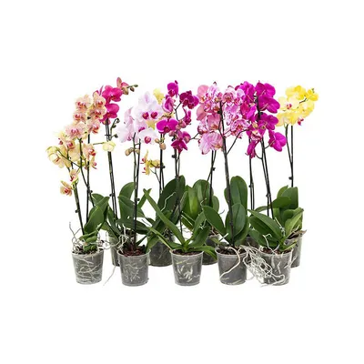 Орхидея микс 2 в Сортавале - Купить с доставкой по цене 290 руб. | Орхидея  микс 2 в интернет-магазине Ultra Flowers