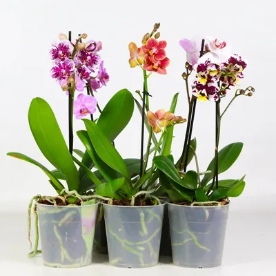 Мини орхидея микс в корзинке 🌺 купить в Киеве с доставкой - цена от Камелия