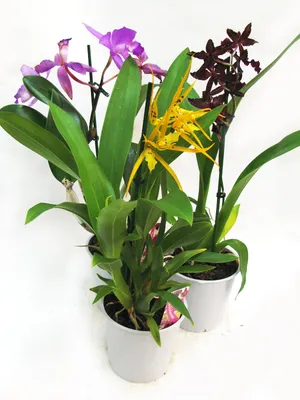 Орхидея Микс Parfume 12х50 см купить недорого в интернет-магазине товаров  для сада Бауцентр