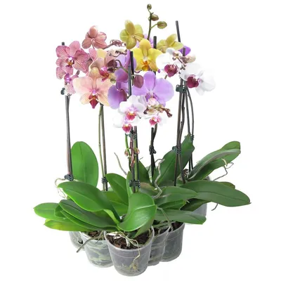 Орхидея микс 1 в Москве - Купить с доставкой от 400 руб. | Интернет-магазин  «Люблю цветы»