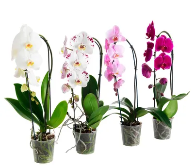 Орхидея микс – Цвет`ок – дорогая цветочная лавка