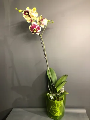 Орхидея оптом купить в Москве