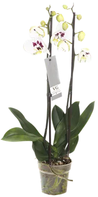 Орхидея Фаленопсис Микс 1 ствол D:12см H:60см купить в Москве с доставкой