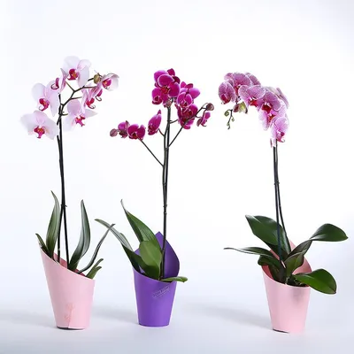 Орхидея микс в корзинке 🌺 купить в Киеве с доставкой - цена от Камелия