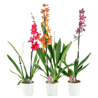 Орхидея микс 12х40 см по цене 753 ₽/шт. купить в Москве в интернет-магазине  Леруа Мерлен