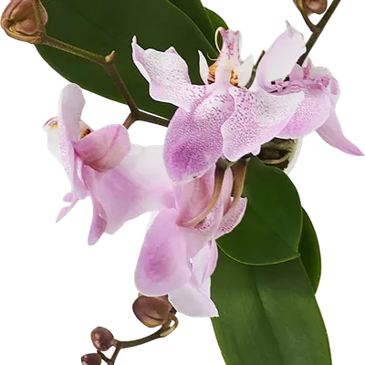 Орхидея микс фото фотографии