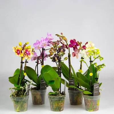 Купить Орхидею Фаленопсис