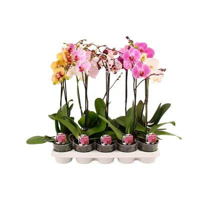 Орхидея Фаленопсис микс в горшке - заказать и купить комнатные растения с  доставкой | Donpion