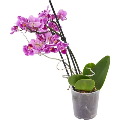 https://yaroslavl.leroymerlin.ru/product/orhideya-falenopsis-miks-promo-12-h50-sm-83670570/
