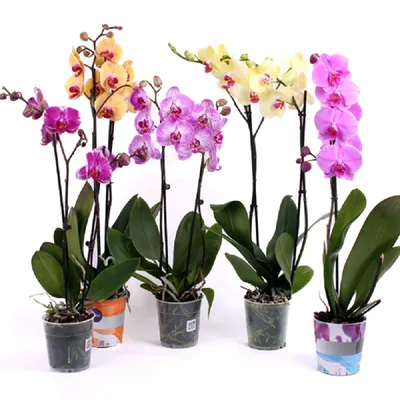 Орхидея Микс 1 стрелка d12 см купить недорого в интернет-магазине товаров  для сада Бауцентр