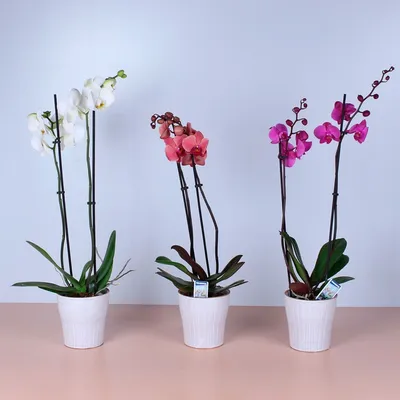 Миниатюрная орхидея купить в Москве