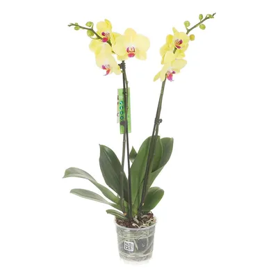 Орхидея микс d12 h60 — купить по выгодной цене в интернет-магазине Колорлон