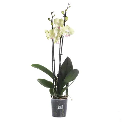 Купить Орхидея Фаленопсис микс 45/12, разные виды, готовые композиции!