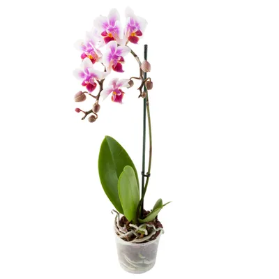 Купить Орхидея Микс Парфюмированный 1 ст кор в магазине Арсенал