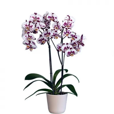 Орхидея микс 12/45-50 купить по доступной цене в Москве