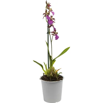 Орхидея Фаленопсис Супер экстра микс 2 стебля ø9 h40 см - купить по  выгодной цене на KALOMBO.RU