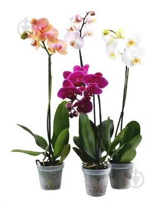 Орхидея Фаленопсис микс в кашпо - заказать и купить комнатные растения с  доставкой | Donpion