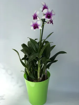 Два Ботаника - Комнатное растение Орхидея Фаленопсис микс, арт. 8182331