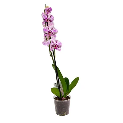Орхидея микс 9/35-40 купить по доступной цене в Москве