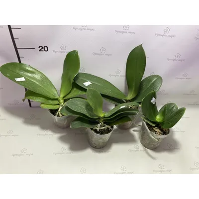 Орхидея Фаленопсис Мультифлора микс d9см h40см