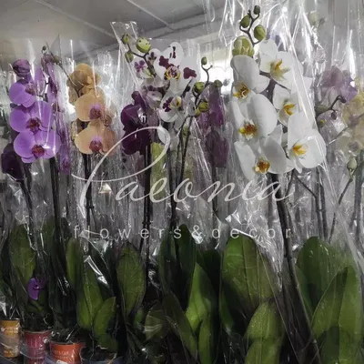 Орхидея Фаленопсис мультифлора микс купить в Киеве: цена, заказ, доставка |  Магазин «Камелия»