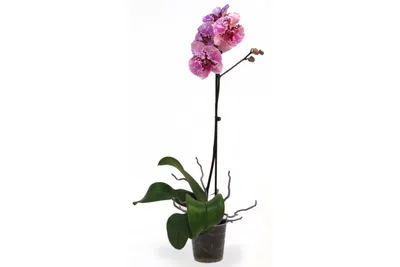 Орхидея Дендробиум нобиле Микс 1-2 ствола 12/50 купить в Москве недорого