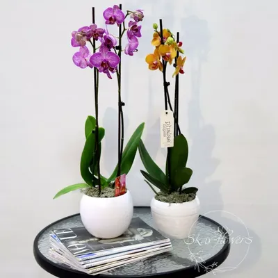 Орхидея микс в пластиковом кашпо - Магазин Марифлора