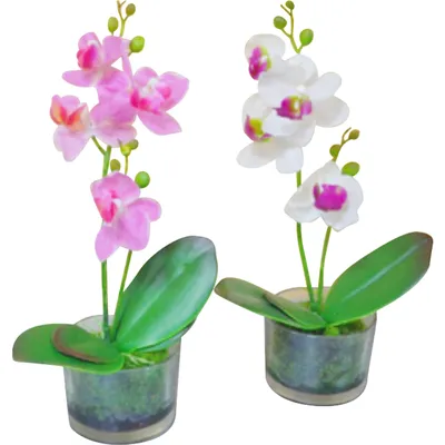 Орхидея Фаленопсис микс 1 ст d12 см