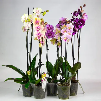 Орхидея микс 3 поштучно в Пушкино от «Love Flowers»