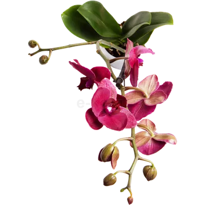 Орхидея Phal. Mix 2,5 - купить, доставка Украина
