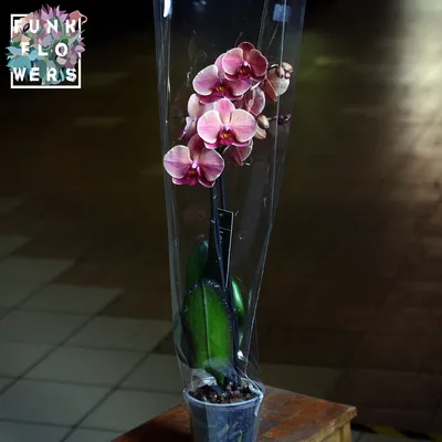 Орхидея Фаленопсис микс D12 H65 - отзывы покупателей на Мегамаркет