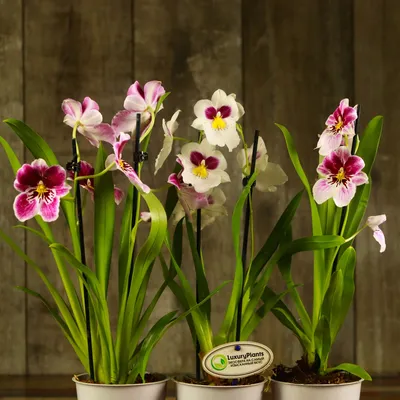 Орхидея мильтония фото фотографии