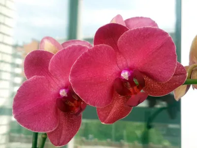 Орхидея монтре фото фотографии