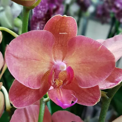 Орхидея монза фото фотографии