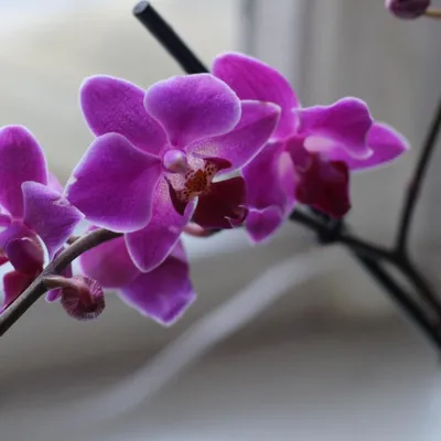 Орхидея мукалла фото фотографии