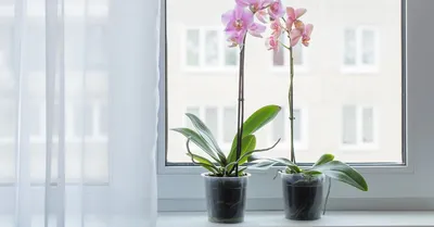 На какое окно поставить орхидею и нужно ли переставлять цветок | В цветнике  (Огород.ru)