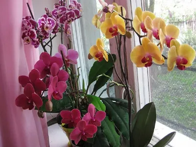 Орхидеи на окне | Пикабу