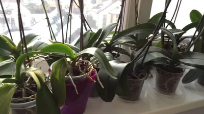 Орхидеи на окне - 71 фото