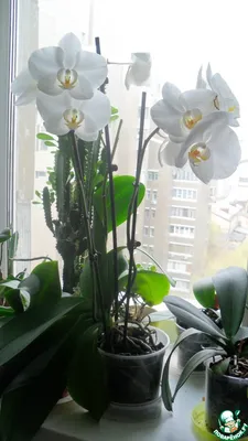 Орхидеи на южном окне - YouTube