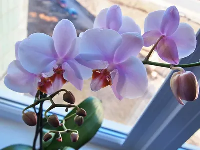 Орхидея на подоконнике \"в раме\" - прекрасный подарок любимой Даме!