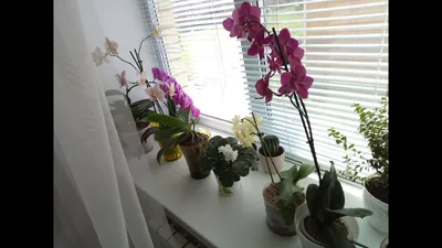 Орхидея на окне фото фотографии